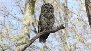 Barred Owl Hooting HD [upl. by Ainoek]