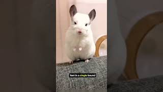 Chinchilla Facts and Information😱😱 shorts chinchilla chinchillalove [upl. by Tammie499]