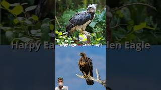 Harpy Eagle VS Golden Eagle Peregrine Falcon Gyrfalcon Eagle Owl shorts animals [upl. by Coraline]