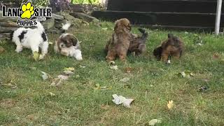 Adorable Shihpoo Puppies [upl. by Hammad]