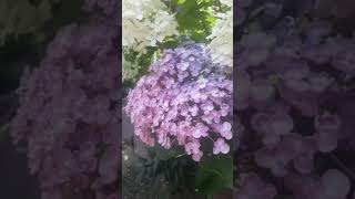 Hydrangea macrophylla Ayesha garden flowers hydrangeas plants [upl. by Annalise]