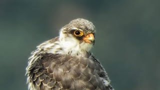 Amur Falcon Call അമൂർഫാൽക്കൺ [upl. by Assyram]