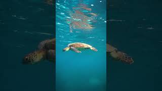 Green sea turtle chilling greenseaturtle ocean seaturtles turtle conservation [upl. by Anipsed]