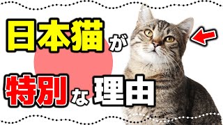 【日本猫の魅力】毛色の種類や性格も｜日本猫（和猫）の特徴や歴史 [upl. by Lynde]