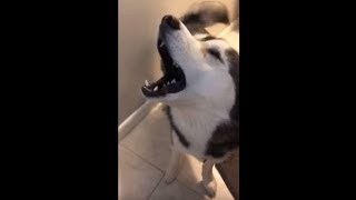 Screaming husky throws insane temper tantrum [upl. by Beyer]