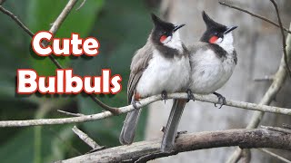 Cute bulbuls [upl. by Ailenroc547]