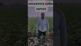 This Okra changed his farming game  ISP 222 Success story  ISP Seeds [upl. by Ardnalak]