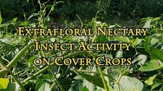 Extrafloral Nectary Insect Activity on Cover Crops [upl. by Lenhart]