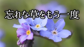 忘れな草をもう一度／中島みゆき［cover］歌詞付 [upl. by Aitnwahs363]