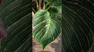 Philodendron indoor plantshortvideo guys pls support my channellikeshare subscribe [upl. by Concha251]