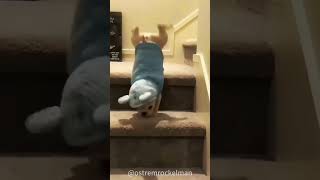 Dog funny going down the stairsfunny dog [upl. by Llekcm292]