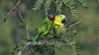 Blossomheaded or Plumheaded Parakeets perch on tree tops [upl. by Floeter668]