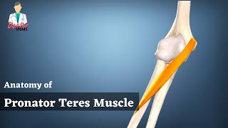 Pronator Teres Muscle Anatomy  Superficial Muscle of Anterior Forearm  Doctor Speaks [upl. by Ydnih]