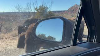 Bison encounter at Caprock Canyon [upl. by Sibel657]