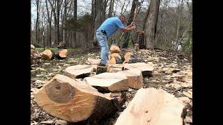 Splitting Big Maple chunks by handHoffman Wood Bullet [upl. by Briny]