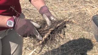 Miscanthus Propagating Rhizomes [upl. by Ena527]