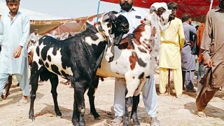 Bakra Mandi sahiwal ki update batel baredar Bakery 03124058010 Altaf goat farm [upl. by Qidas]