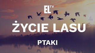 Życie lasu – ptaki film przyrodniczy [upl. by Aiuhsoj690]