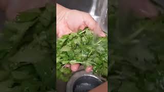 Tip para conservar tu Cilantro  Receta en nuestro canal CocinaMS tips cocina conservation [upl. by Ainelec]