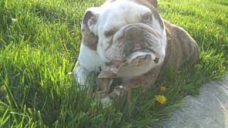 Gary the Bulldog  slobbering and chewing on bone [upl. by Ploss183]