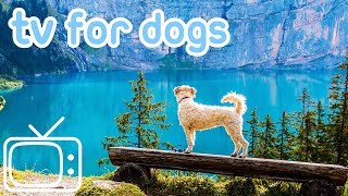 Dog TV TV Entertainment for Dogs with Separation Anxiety NEW YORK [upl. by Killion294]