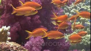 Colorful School Of Lyretail Anthias Pseudanthias Squamipinnis With Purple Dendronephthya Soft C [upl. by Craggy]