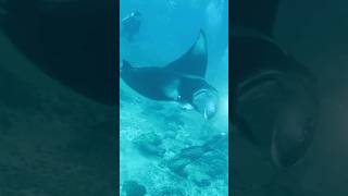 giant oceanic manta ray passed us in 100 feet down mantaray [upl. by Cinomod]