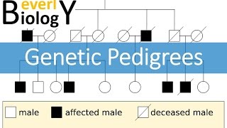 Genetic Pedigrees updated [upl. by Anilram]