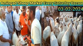 ಅಮೀನಗಡ ಕುರಿ ಮತ್ತು ಮೇಕೆ ಮಾರುಕಟ್ಟೆ  03022024  karnarataka Amingad sheep amingadsheepmarket [upl. by Gurney622]