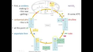 Lecture 18C  Catabolism of Amino Acids [upl. by Harlan]