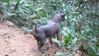 秘魯無毛犬 我家阿虎 虎頭山 遇 野狗 一隻對 六隻 [upl. by Aneekan597]