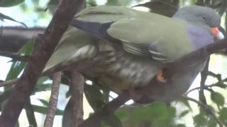 treron krasnonosy Treron calvus African GreenPigeon iJubantondo [upl. by Trudey]