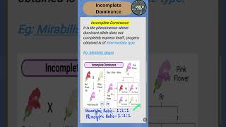 incompletedominance quickrevision biologyclass12 2025boardexam prepbiology [upl. by Wamsley]