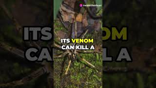 Top 3 most Venomous Creatures On Earth [upl. by Dotson658]