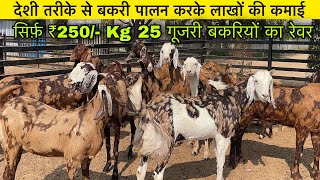 25 बेहतरीन गुजरी बकरियों का रेवर  लाखों की कमाई  Shree Goats Farm [upl. by Kreit970]