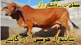 Jersey Sahiwal Cross Cow For Sale in Malumor Mandi Jhang 2024 [upl. by Euqitsym401]