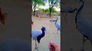 Demoiselle crane M Shahid Official 20youtubeshorts subcribe villagelife shortfeed Humtv [upl. by Lladnarc]