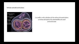 EMBRIOLOGIA VALVULAS CARDIACAS PARTE 2 [upl. by Renferd]