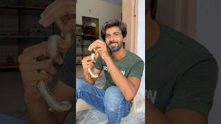 Snake Rescue P1 shorts shortvideo viral rescue snakerescue [upl. by Messab]