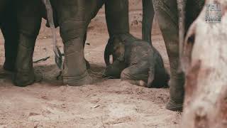 BabyOlifantje geboren in Planckendael 25122017 [upl. by Incrocci]