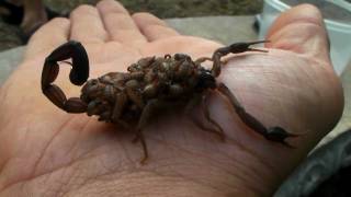 33 Scorpions on my hand at once  Centruroides margaritatus [upl. by Allsopp]