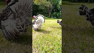 free range foraging homestead pastured turkey birds in nature 😎🦃 viral shorts [upl. by Irot]