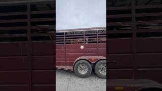 Hauling Cattle 🐮🐄 hauling cattle livestock [upl. by Ical]