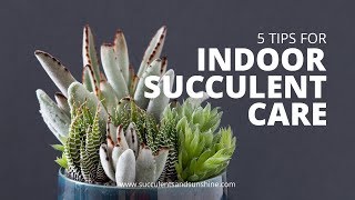 Indoor Succulent Care 5 Tips for keeping your indoor succulents healthy [upl. by Ahsoyek]