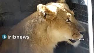 Artificial insemination AI by laparotomy African lion in sari zoo iran [upl. by Meill589]