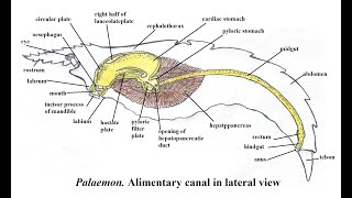 Palaemon Digestive System [upl. by Anelam601]