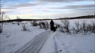 Internship at Kiruna Sleddog Tours [upl. by Gitt21]