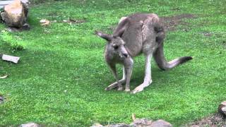 M r rufogriseus Desmarest 1817  Bennetts wallaby [upl. by Samot]