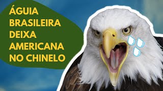 Harpia  A maior águia do mundo é brasileira e é muito maior que a águia careca americana [upl. by Nohsauq]