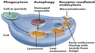 Lysosomes [upl. by Narrad]